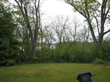 Gardenbefore